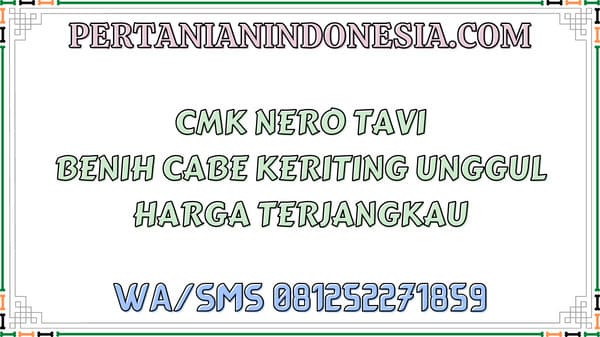 CMK Nero Tavi Benih Cabe Keriting Unggul Harga Terjangkau
